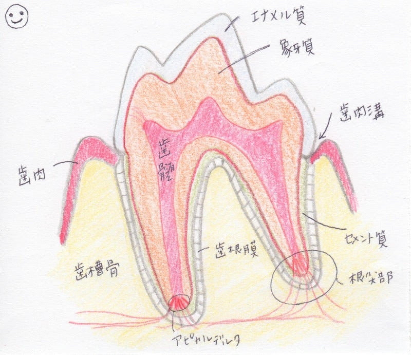 歯科診療イラスト