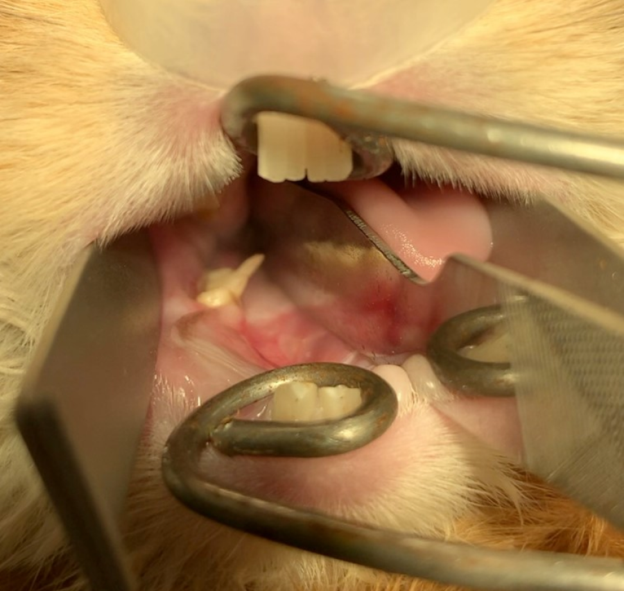 ウサギの歯科処置