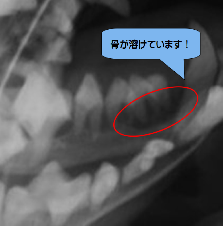 レントゲン検査の様子