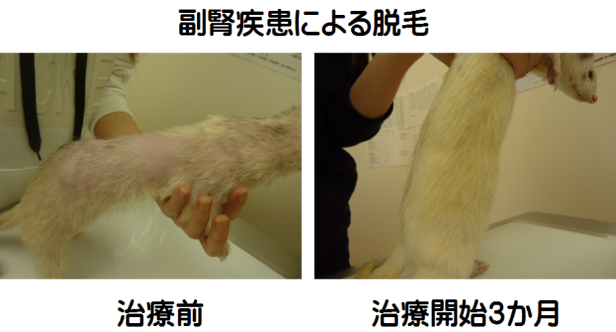 フェレットの内科診療