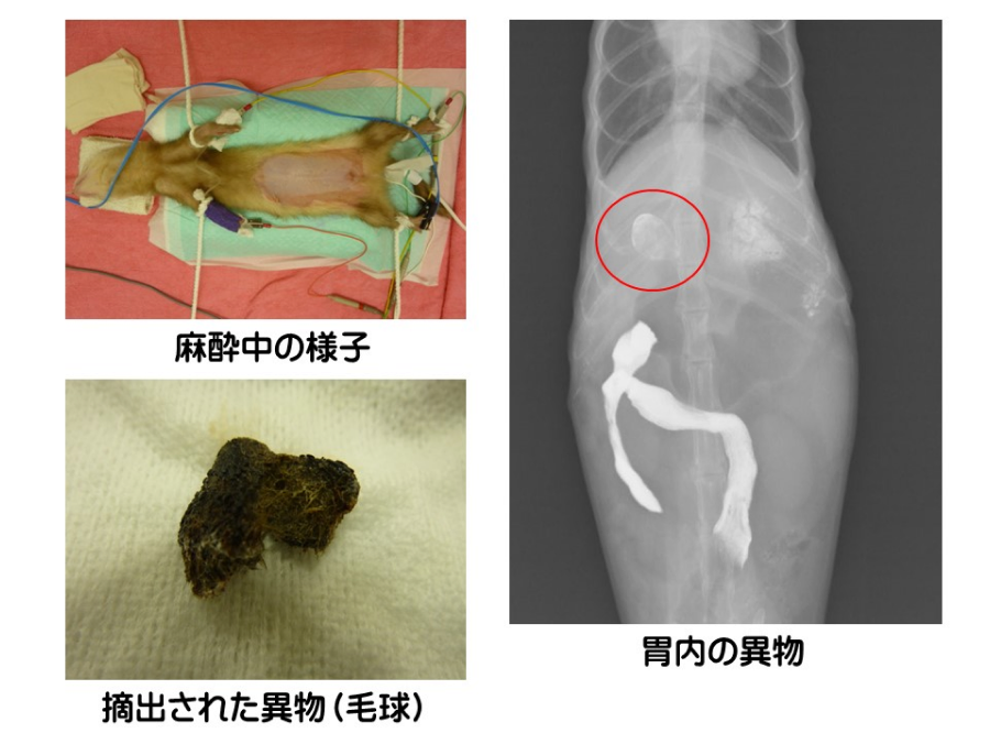 フェレットの外科治療