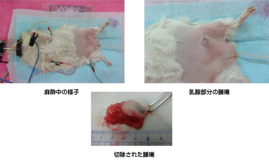 モルモットの腫瘍