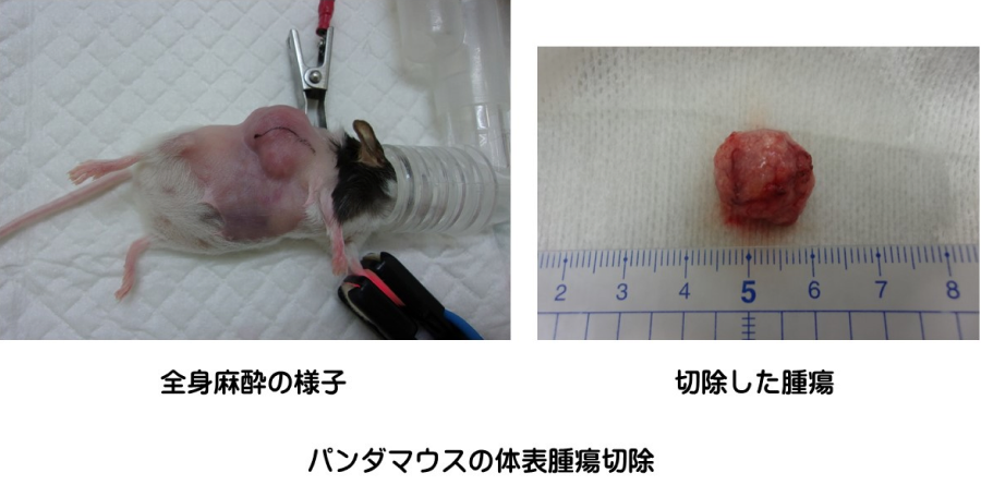 ハムスターの腫瘍