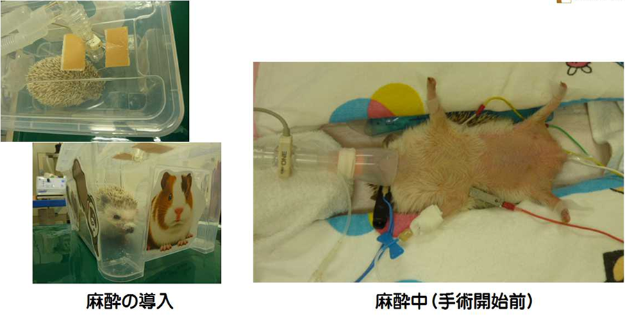 ハリネズミの麻酔