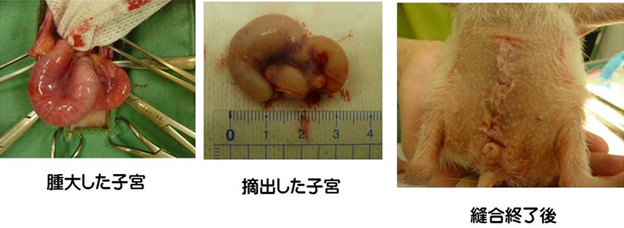 ハリネズミの外科治療