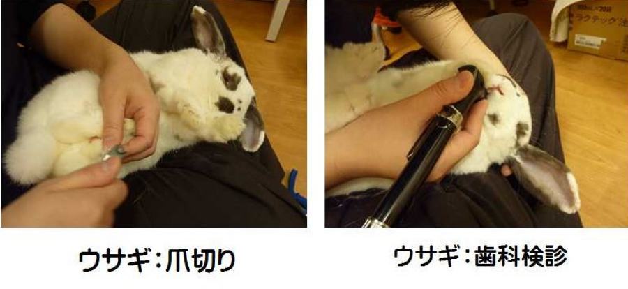 ウサギの一般診療