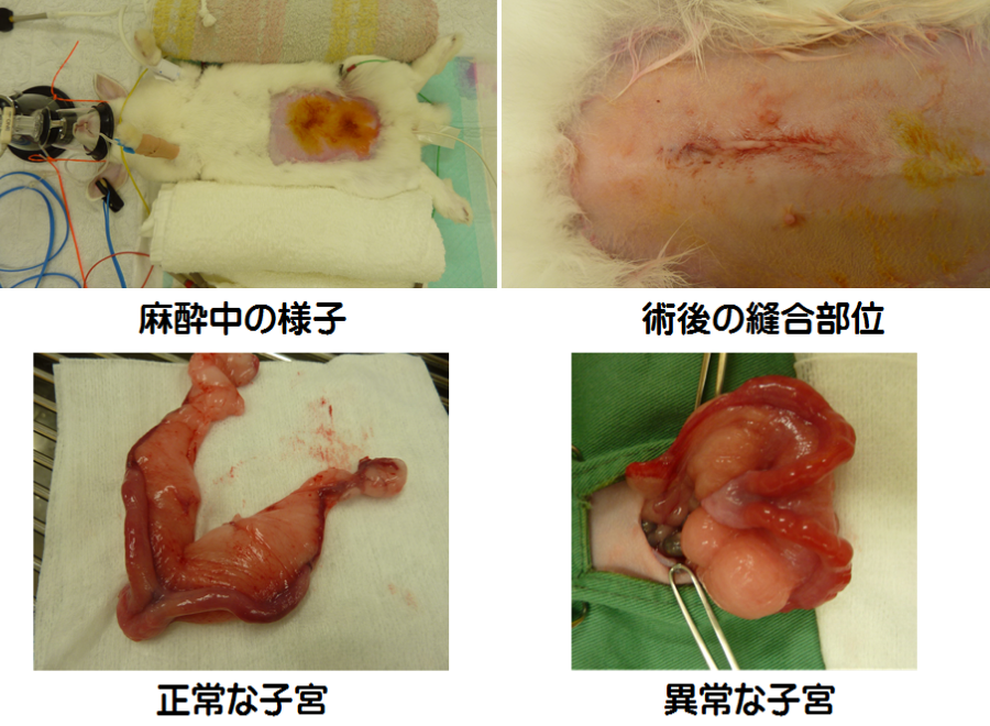 ウサギの避妊手術