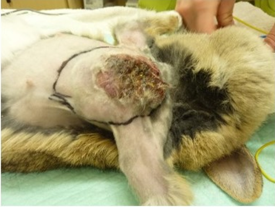 ウサギの腫瘍診療