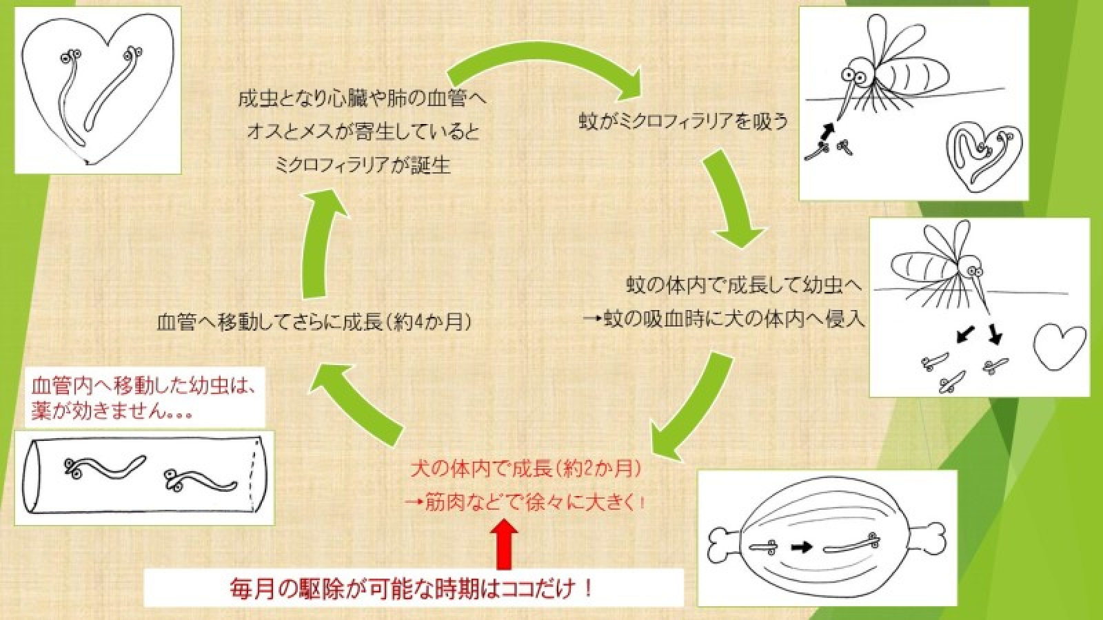 フィラリア症予防イラスト