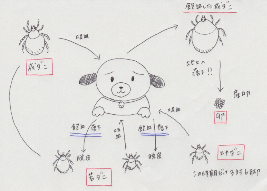 マダニの感染例