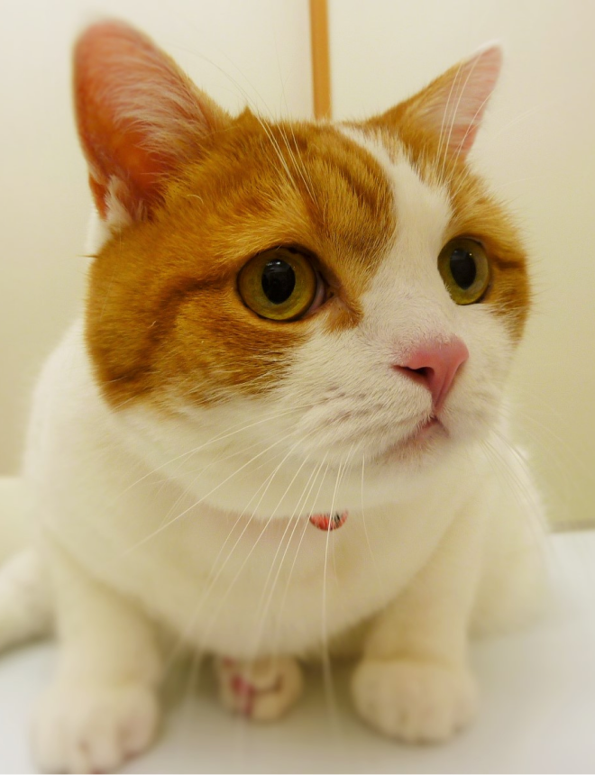 猫のワクチンイラスト