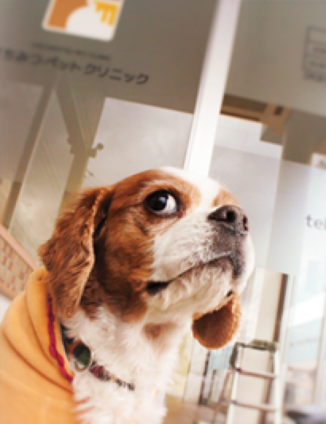 犬のワクチンイラスト