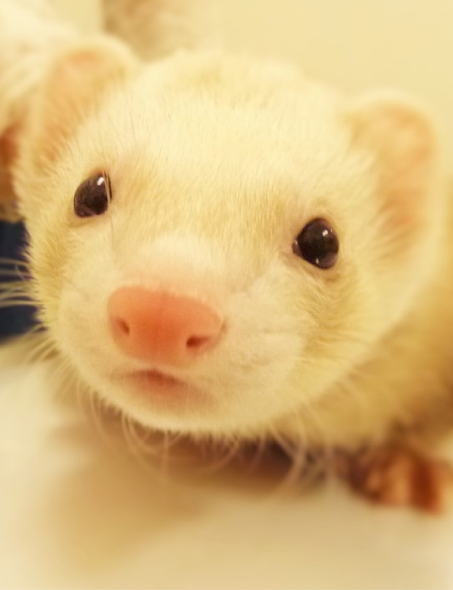 フェレットのワクチンイラスト